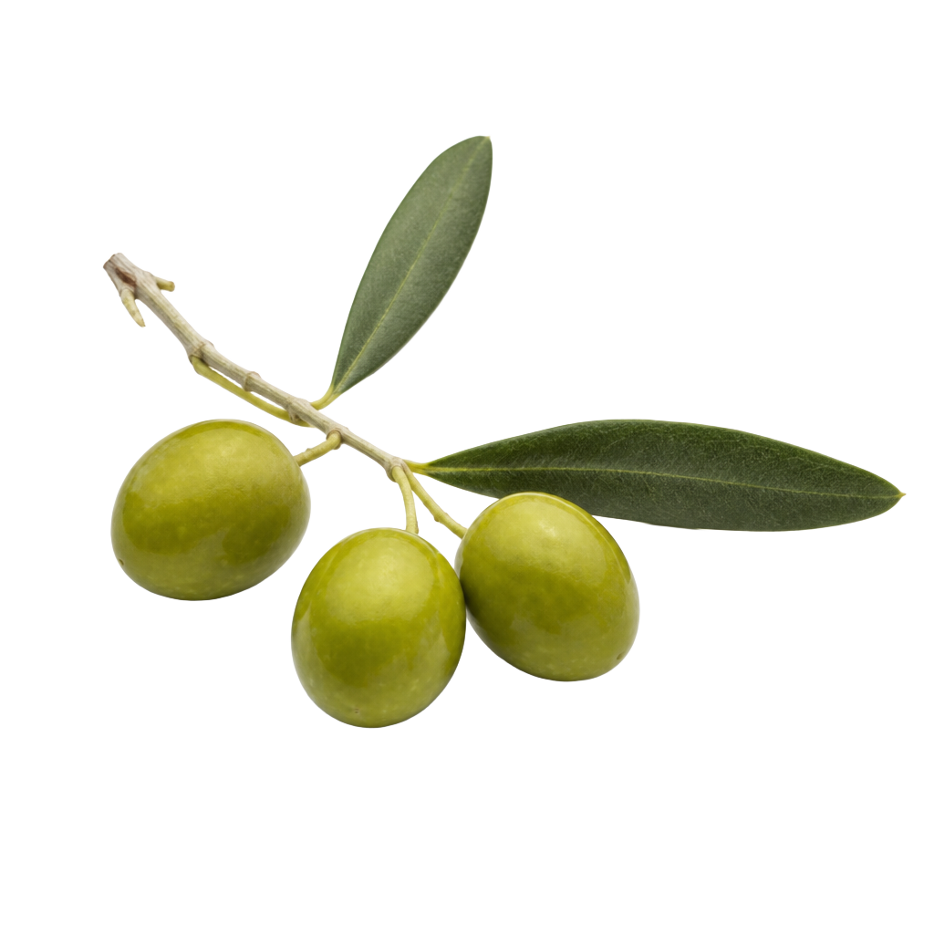 Ramo d'ulivo con olive verdi